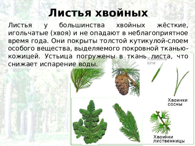 Листья хвойных Листья у большинства хвойных жёсткие, игольчатые (хвоя) и не опадают в неблагоприятное время года. Они покрыты толстой кутикулой-слоем особого вещества, выделяемого покровной тканью-кожицей. Устьица погружены в ткань листа, что снижает испарение воды. 