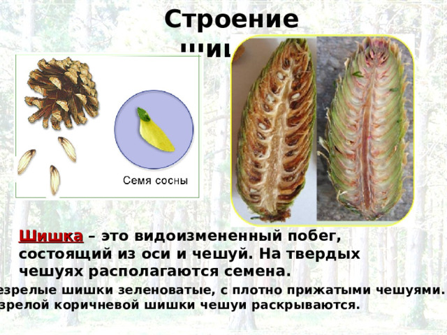 Строение шишки Шишка – это видоизмененный побег, состоящий из оси и чешуй. На твердых чешуях располагаются семена. Незрелые шишки зеленоватые, с плотно прижатыми чешуями. У зрелой коричневой шишки чешуи раскрываются. 