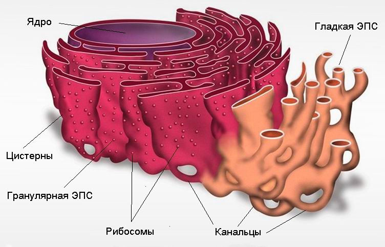 Строение клетки и функции органоидов