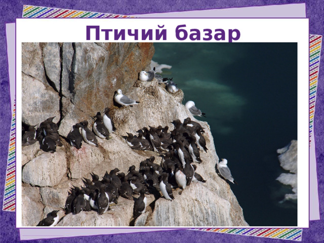 Птичий базар 