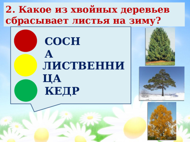 2. Какое из хвойных деревьев сбрасывает листья на зиму? СОСНА ЛИСТВЕННИЦА КЕДР 