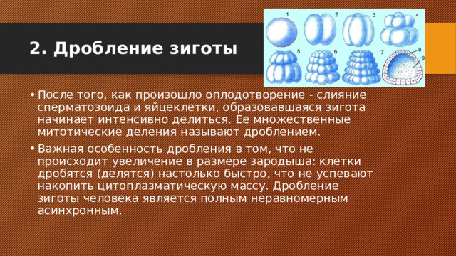 Образуется в результате дробления образуется в результате впячивания внутрь стенки зародыша