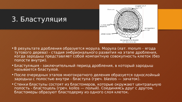 Образуется в результате дробления образуется в результате впячивания внутрь стенки зародыша