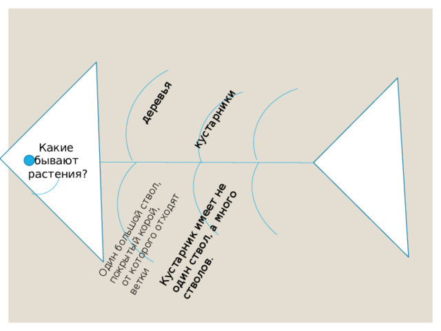 деревья Один большой ствол, покрытый корой,  от которого отходят ветки кустарники Кустарник имеет не один ствол, а много стволов. Какие бывают растения? 