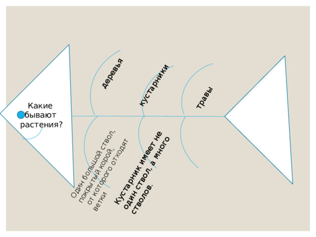 деревья Один большой ствол, покрытый корой,  от которого отходят ветки кустарники Кустарник имеет не один ствол, а много стволов. травы Какие бывают растения? 