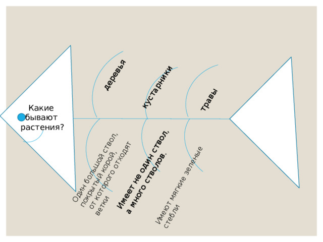 деревья Один большой ствол, покрытый корой,  от которого отходят ветки кустарники Имеет не один ствол, а много стволов. травы Имеют мягкие зеленые стебли Какие бывают растения? 