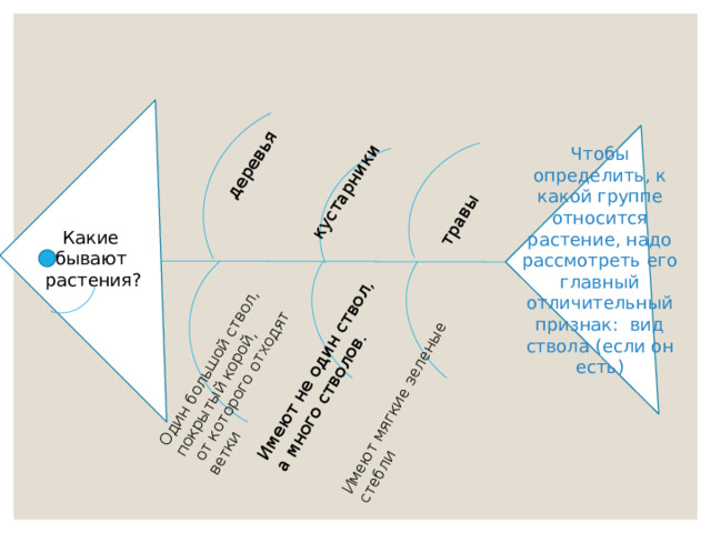 деревья Один большой ствол, покрытый корой,  от которого отходят ветки кустарники Имеют не один ствол, а много стволов. травы Имеют мягкие зеленые стебли Чтобы определить, к какой группе относится растение, надо рассмотреть его главный отличительный признак: вид ствола (если он есть) Какие бывают растения? 