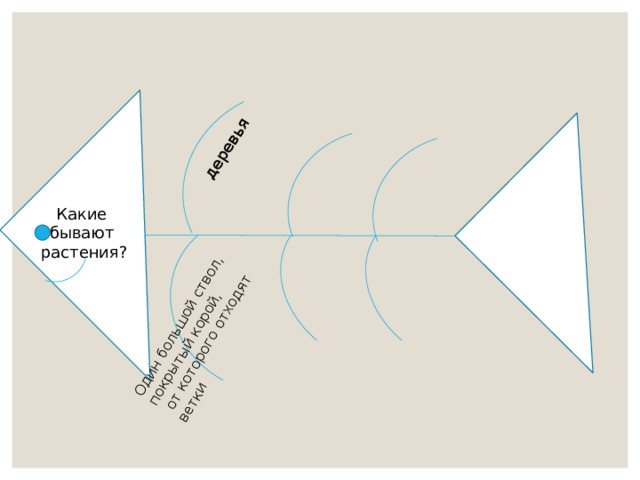 деревья Один большой ствол, покрытый корой,  от которого отходят ветки Какие бывают растения? 