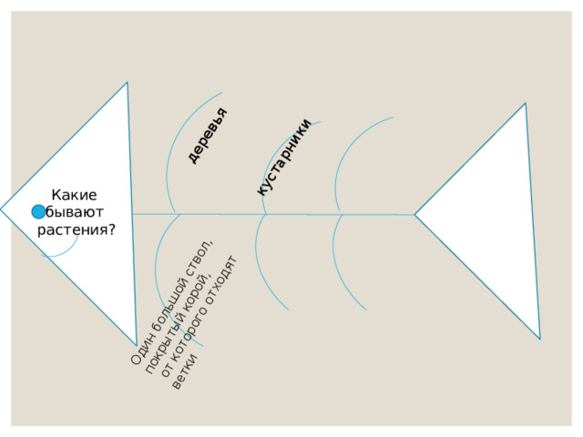 деревья Один большой ствол, покрытый корой,  от которого отходят ветки кустарники Какие бывают растения? 