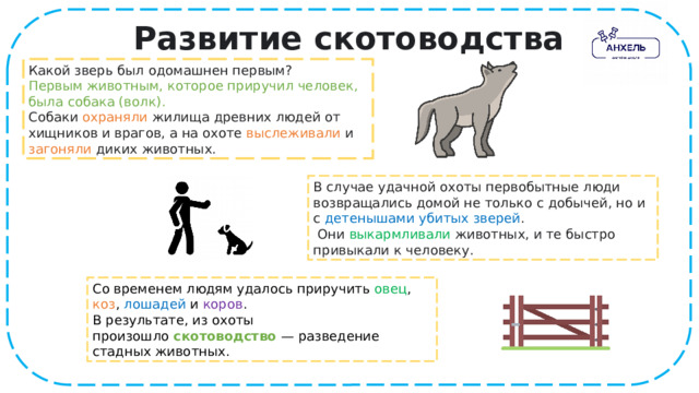 Развитие скотоводства Какой зверь был одомашнен первым? Первым животным, которое приручил человек, была собака (волк). Собаки охраняли жилища древних людей от хищников и врагов, а на охоте выслеживали и загоняли диких животных. В случае удачной охоты первобытные люди возвращались домой не только с добычей, но и с детенышами убитых зверей .  Они выкармливали животных, и те быстро привыкали к человеку. Со временем людям удалось приручить овец , коз , лошадей и коров . В результате, из охоты произошло  скотоводство   — разведение стадных животных. 