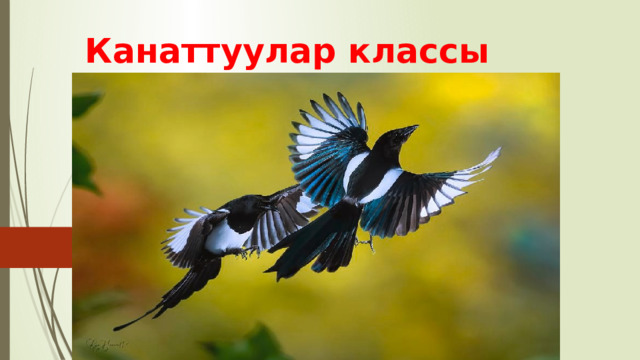 Канаттуулар классы 