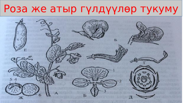 Роза же атыр гүлдүүлөр тукуму 