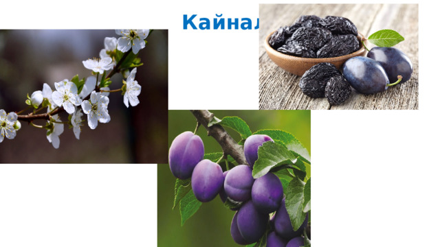 Кайналы  