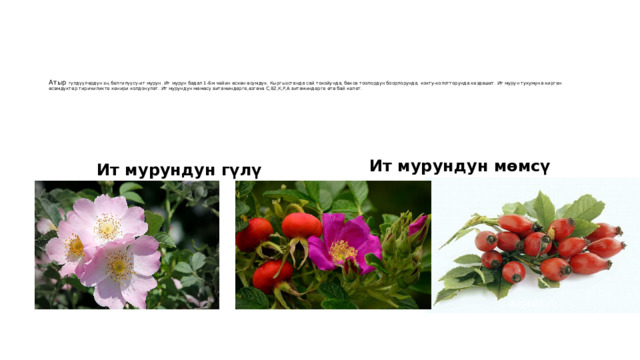         Атыр гүлдүүлөрдүн эң белгилүүсү-ит мурун. Ит мурун бадал 1-6м чейин өскөн өсүмдүк. Кыргызстанда сай токойунда, бөксө тоолордун боорлорунда, кокту-колотторунда кездешет. Ит мурун тукумуна кирген өсѳмдүктөр тиричиликте кенири колдонулат. Ит мурундун мөмөсү витаминдерге,ѳзгѳчѳ С,В2,К,Р,А витаминдерге ѳтѳ бай келет.          Ит мурундун гүлү Ит мурундун мөмсү 