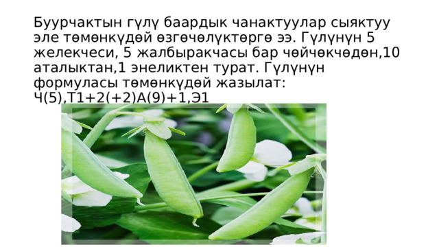 Буурчактын гүлү баардык чанактуулар сыяктуу эле төмөнкүдѳй ѳзгѳчѳлүктөргө ээ. Гүлүнүн 5 желекчеси, 5 жалбыракчасы бар чөйчөкчөдөн,10 аталыктан,1 энеликтен турат. Гүлүнүн формуласы тѳмѳнкүдѳй жазылат: Ч(5),Т1+2(+2)А(9)+1,Э1 