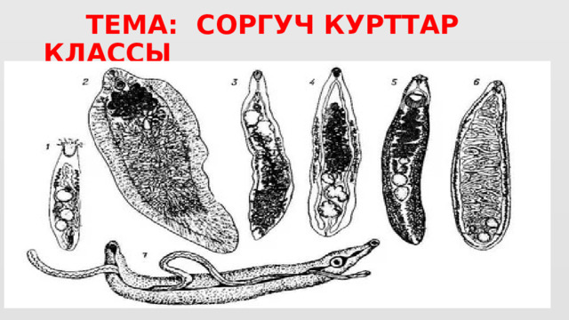   ТЕМА: СОРГУЧ КУРТТАР КЛАССЫ 
