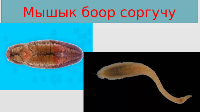 Мышык боор соргучу 