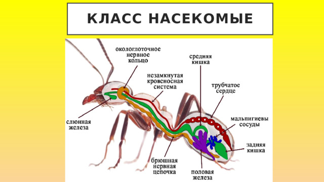 Класс Насекомые 