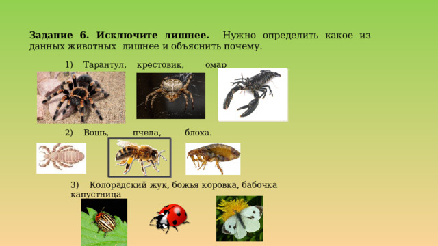 Верхние челюсти ротового аппарата членистоногих Ответ Мандибулы  