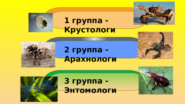 1 группа - Крустологи 2 группа - Арахнологи 3 группа - Энтомологи 