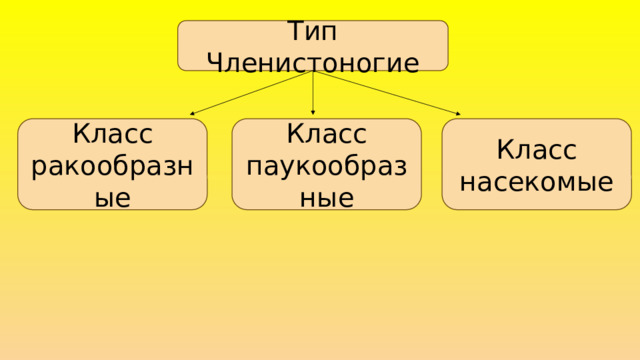 Тип Членистоногие Класс ракообразные Класс паукообразные Класс насекомые 