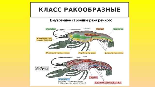 Класс Ракообразные 