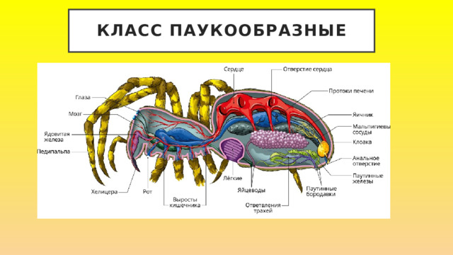 Класс Паукообразные 