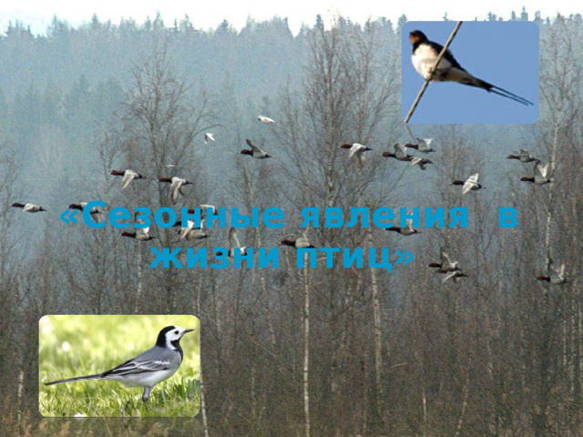   «Сезонные явления в жизни птиц» 