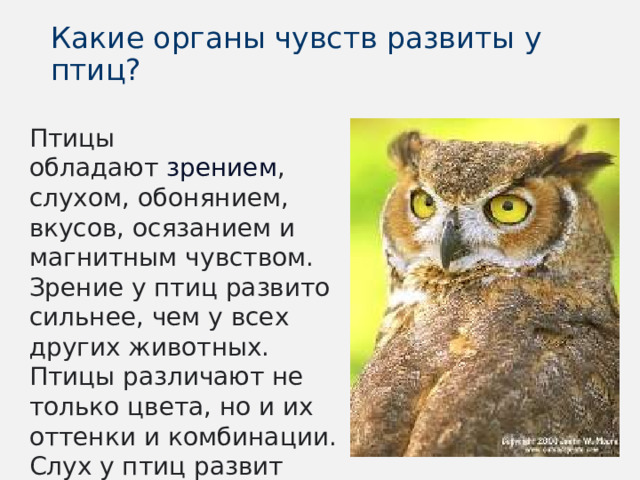 Какие органы чувств развиты у птиц? Птицы обладают  зрением , слухом, обонянием, вкусов, осязанием и магнитным чувством. Зрение у птиц развито сильнее, чем у всех других животных. Птицы различают не только цвета, но и их оттенки и комбинации. Слух у птиц развит хорошо. 