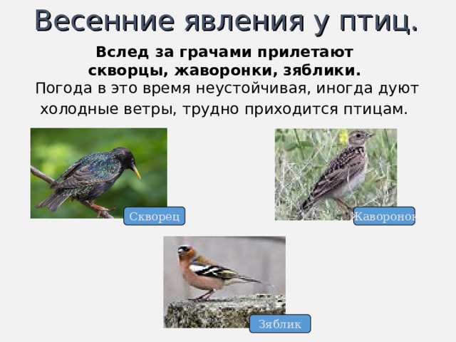 Весенние явления у птиц. Вслед за грачами прилетают скворцы, жаворонки, зяблики. Погода в это время неустойчивая, иногда дуют холодные ветры, трудно приходится птицам.  Жаворонок Скворец Зяблик 