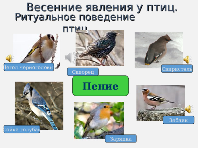 Весенние явления у птиц. Ритуальное поведение птиц Щегол черноголовый Свиристель Скворец Пение Зяблик Сойка голубая Зарянка 