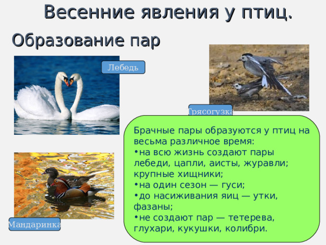 Весенние явления у птиц. Образование пар Лебедь Трясогузка Брачные пары образуются у птиц на весьма различное время: на всю жизнь создают пары лебеди, цапли, аисты, журавли; крупные хищники; на один сезон — гуси; до насиживания яиц  — утки, фазаны; не создают пар — тетерева, глухари, кукушки, колибри. Мандаринка 