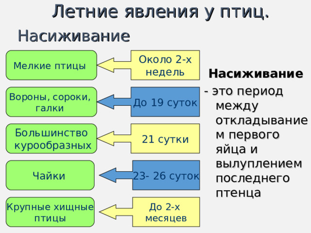 Летние явления у птиц. Насиживание Мелкие птицы  Около 2-х недель  Насиживание  - это период между откладыванием первого яйца и вылуплением последнего птенца Вороны, сороки, галки До 19 суток Большинство  курообразных 21 сутки Чайки  23- 26 суток Крупные хищные птицы До 2-х месяцев 