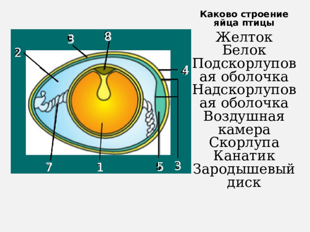 Каково строение яйца птицы Желток  Белок  Подскорлуповая оболочка  Надскорлуповая оболочка  Воздушная камера  Скорлупа  Канатик  Зародышевый диск 8 3 2 4 3 5 1 7 