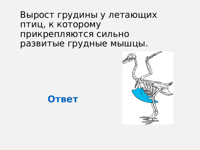 Вырост грудины у летающих птиц, к которому прикрепляются сильно развитые грудные мышцы. Ответ 