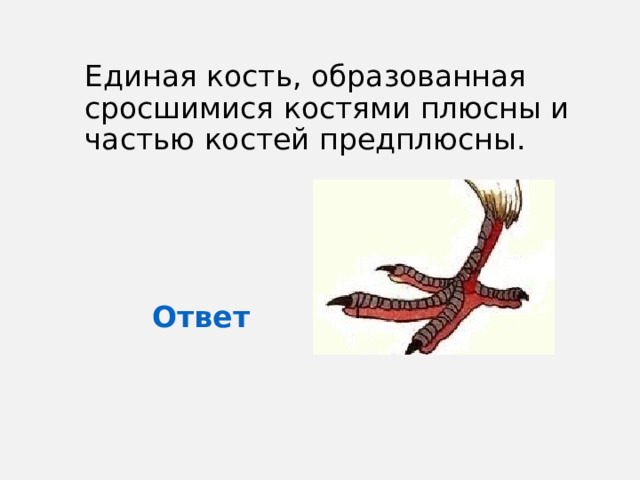 Единая кость, образованная сросшимися костями плюсны и частью костей предплюсны. Ответ 