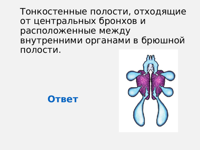 Тонкостенные полости, отходящие от центральных бронхов и расположенные между внутренними органами в брюшной полости. Ответ 