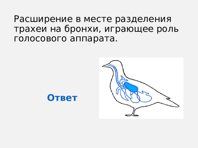 Расширение в месте разделения трахеи на бронхи, играющее роль голосового аппарата. Ответ 