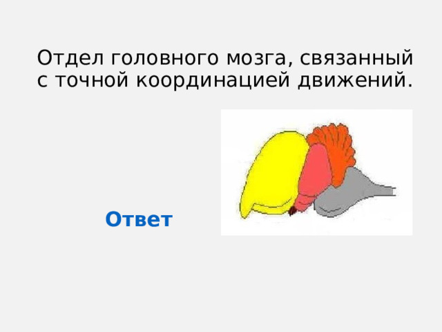 Отдел головного мозга, связанный с точной координацией движений. Ответ 