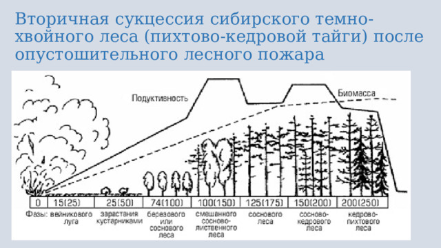 Вторичная сукцессия сибирского темно-хвойного леса (пихтово-кедровой тайги) после опустошительного лесного пожара 
