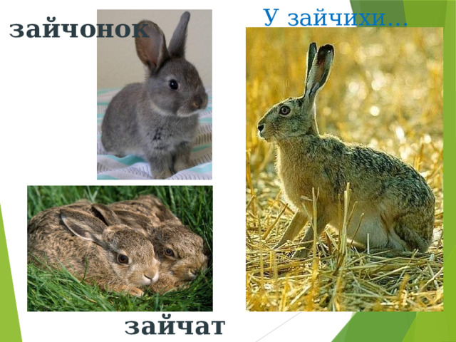 У зайчихи… зайчонок зайчат  