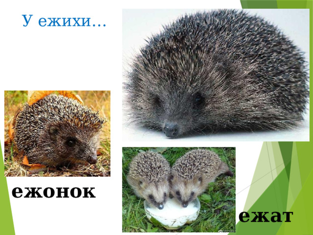 У ежихи… ежонок ежат 