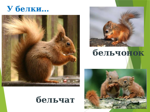У белки… бельчонок бельчат 