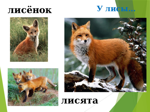 У лисы… лисёнок лисята 
