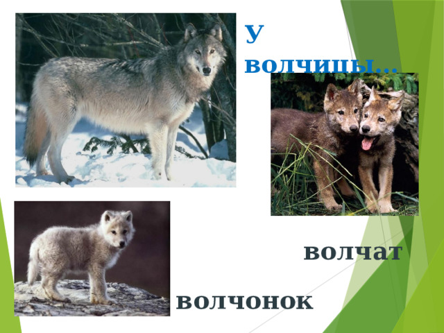 У волчицы… волчат волчонок 