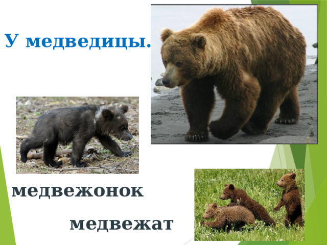 У медведицы… медвежонок медвежат 
