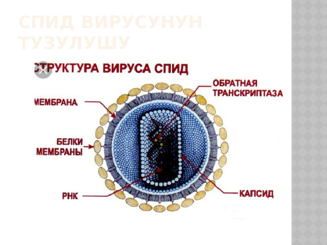 сПИД вирусунун тузулушу 