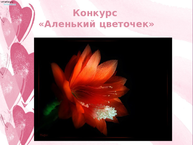 Конкурс  «Аленький цветочек» 