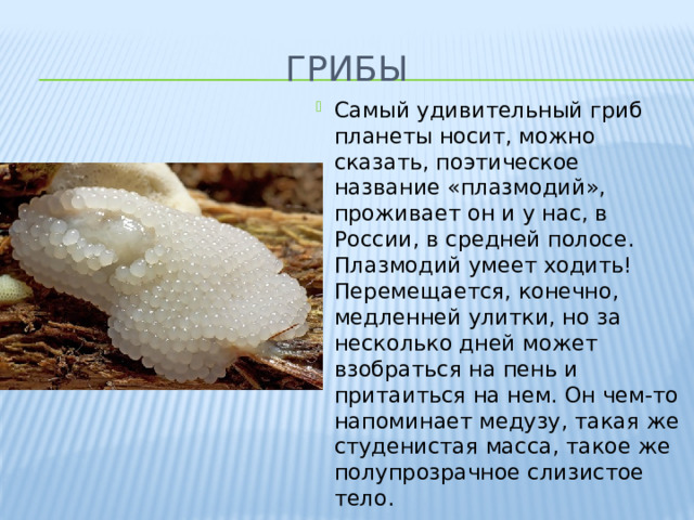 Грибы Самый удивительный гриб  планеты носит, можно сказать, поэтическое название «плазмодий», проживает он и у нас, в России, в средней полосе. Плазмодий умеет ходить! Перемещается, конечно, медленней улитки, но за несколько дней может взобраться на пень и притаиться на нем. Он чем-то напоминает медузу, такая же студенистая масса, такое же полупрозрачное слизистое тело. 