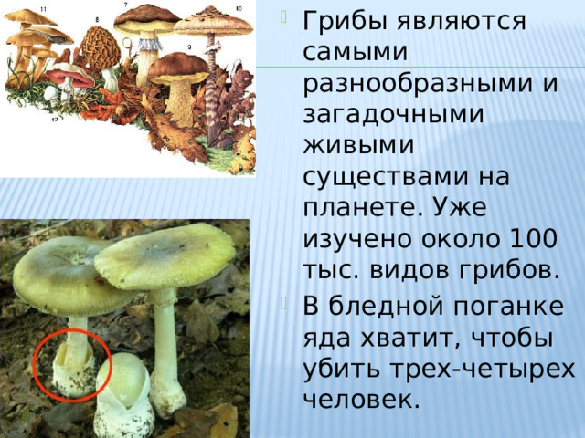 Грибы являются самыми разнообразными и загадочными живыми существами на планете. Уже изучено около 100 тыс. видов грибов. В бледной поганке яда хватит, чтобы убить трех-четырех человек. 
